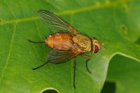 Leskia aurea