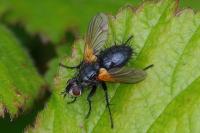 Zophomyia temula