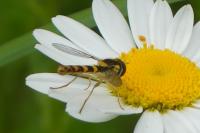 Sphaerophoria scripta