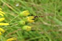 Sphaerophoria