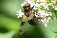 Volucella pellucens