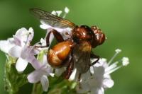 Sicus ferrugineus