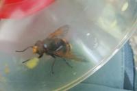 Volucella zonaria