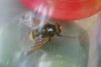Volucella zonaria