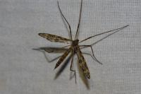 Epiphragma ocellare