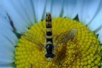 Sphaerophoria scripta