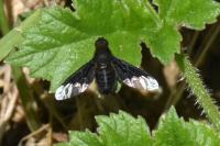 Hemipenthes morio