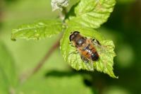 Eristalis tenax