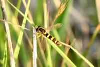 Sphaerophoria scripta