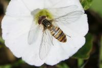 Episyrphus balteatus