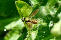 Chloromyia formosa