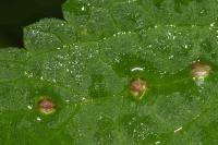 Dasineura urticae