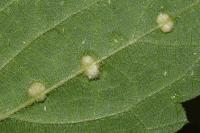 Dasineura urticae