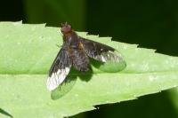 Hemipenthes morio