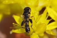 Syritta pipiens