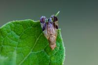 Tephritis bardanae