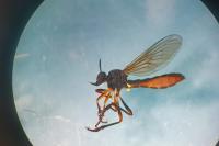 Dioctria hyalipennis