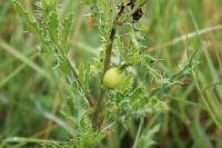 Urophora cardui