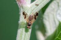 Tephritis bardanae