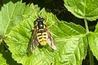 Chrysotoxum