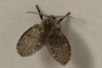 Clogmia albipunctata