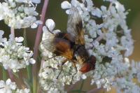 Ectophasia crassipennis