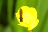 Episyrphus balteatus