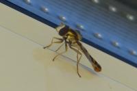 Sphaerophoria scripta