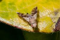 Tephritis formosa