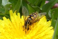 Helophilus pendulus