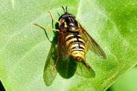 Chrysotoxum