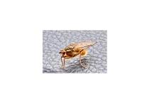 Scathophaga stercoraria