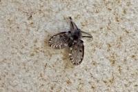 Clogmia albipunctata