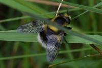Volucella bombylans