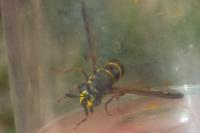 Sphiximorpha subsessilis