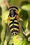 Dasysyrphus albostriatus