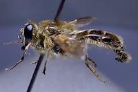 Myolepta obscura