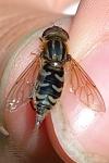 Anasimyia interpuncta