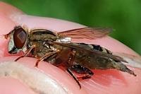 Anasimyia interpuncta