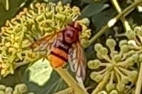 Volucella zonaria