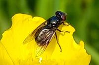 Melanogaster nuda