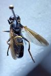 Temnostoma bombylans