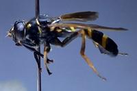 Temnostoma bombylans