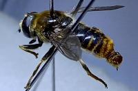 Merodon