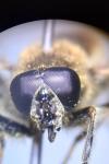 Myolepta obscura