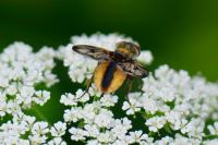 Ectophasia crassipennis