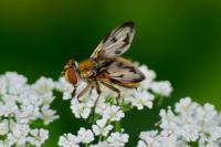 Ectophasia crassipennis