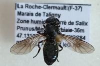 Cheilosia cynocephala