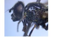 Cheilosia cynocephala