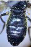 Cheilosia cynocephala